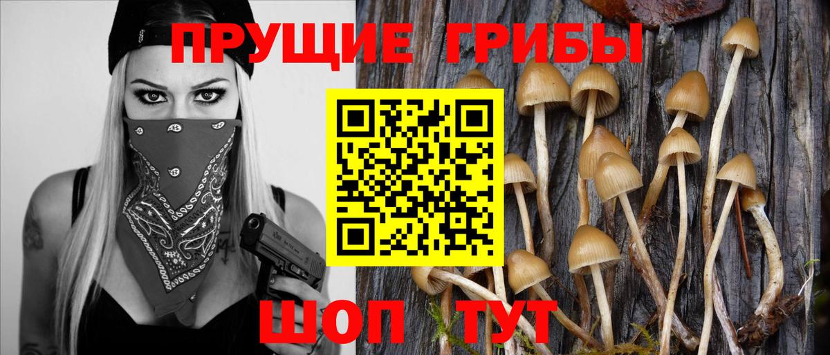 Галлюциногенные грибы Psilocybine cubensis Борзя